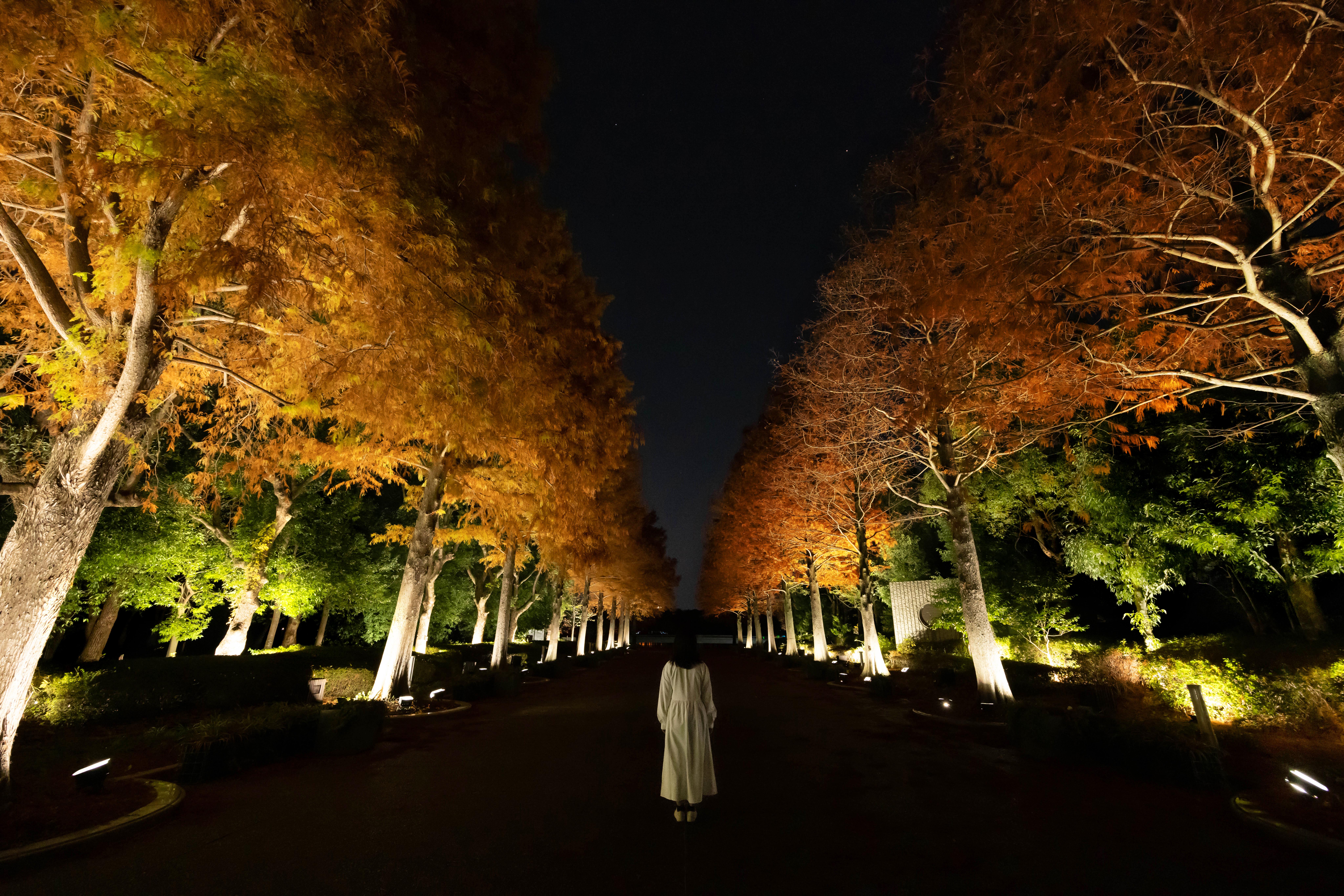 長居植物園の入り口と大池を繋ぐラクウショウ並木が光り輝く。チームラボ《生命は連続する光 - ラクウショウ》© チームラボ