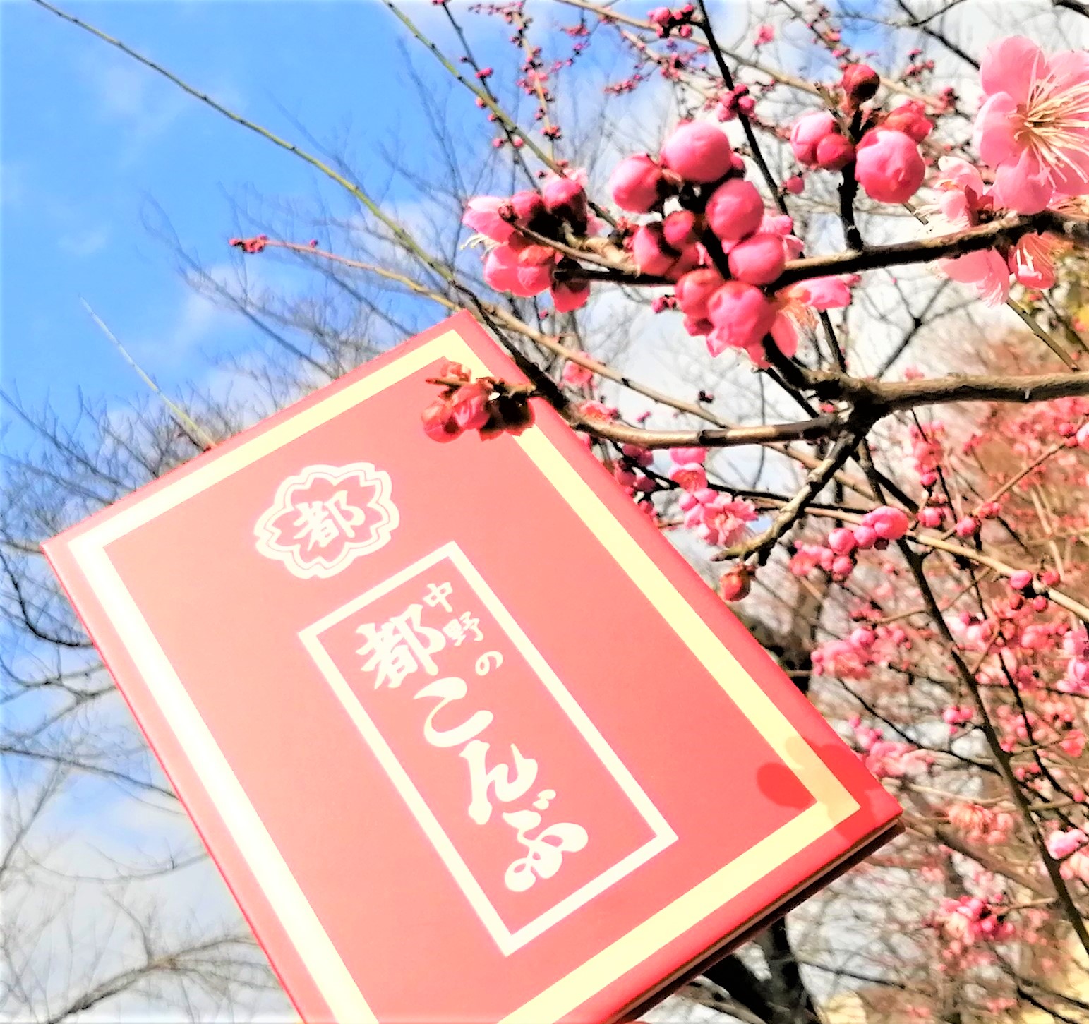 梅の花とコラボ