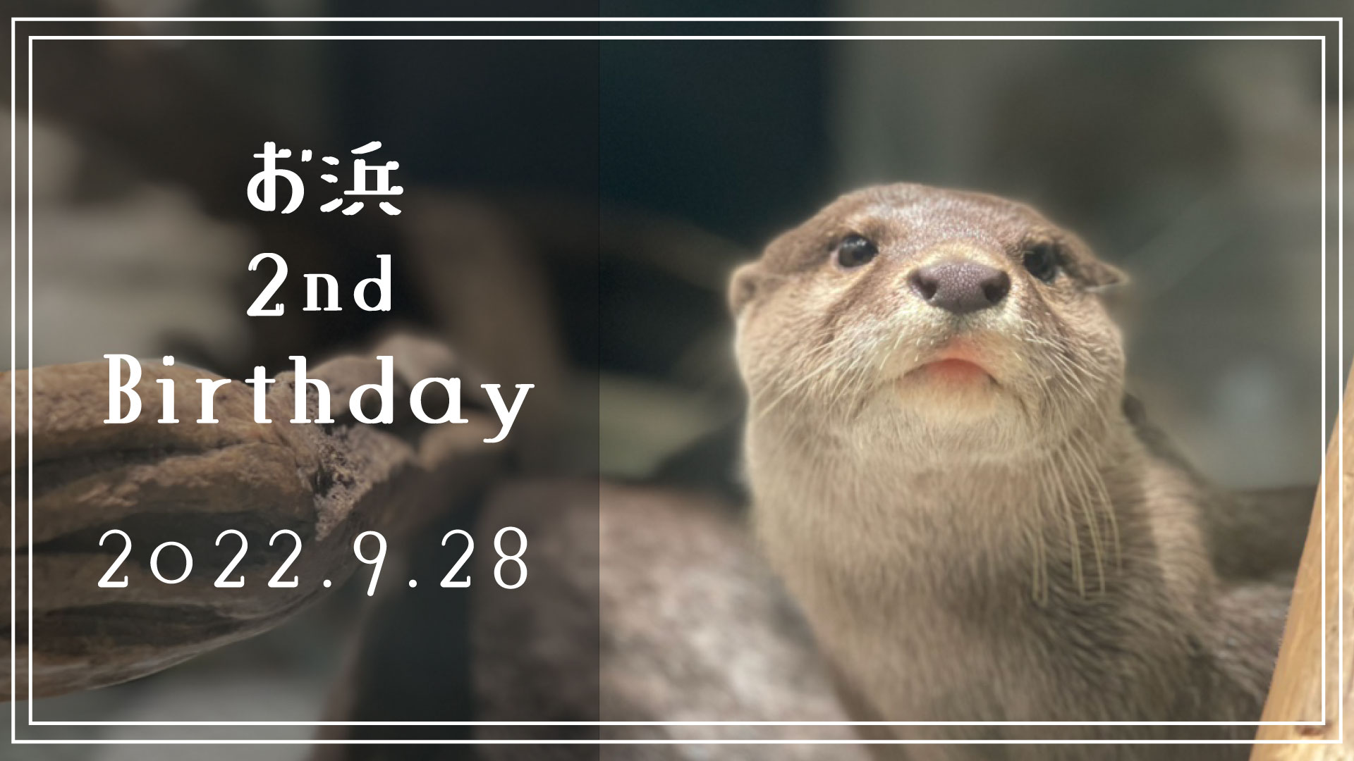 コツメカワウソ「お浜」の誕生日会