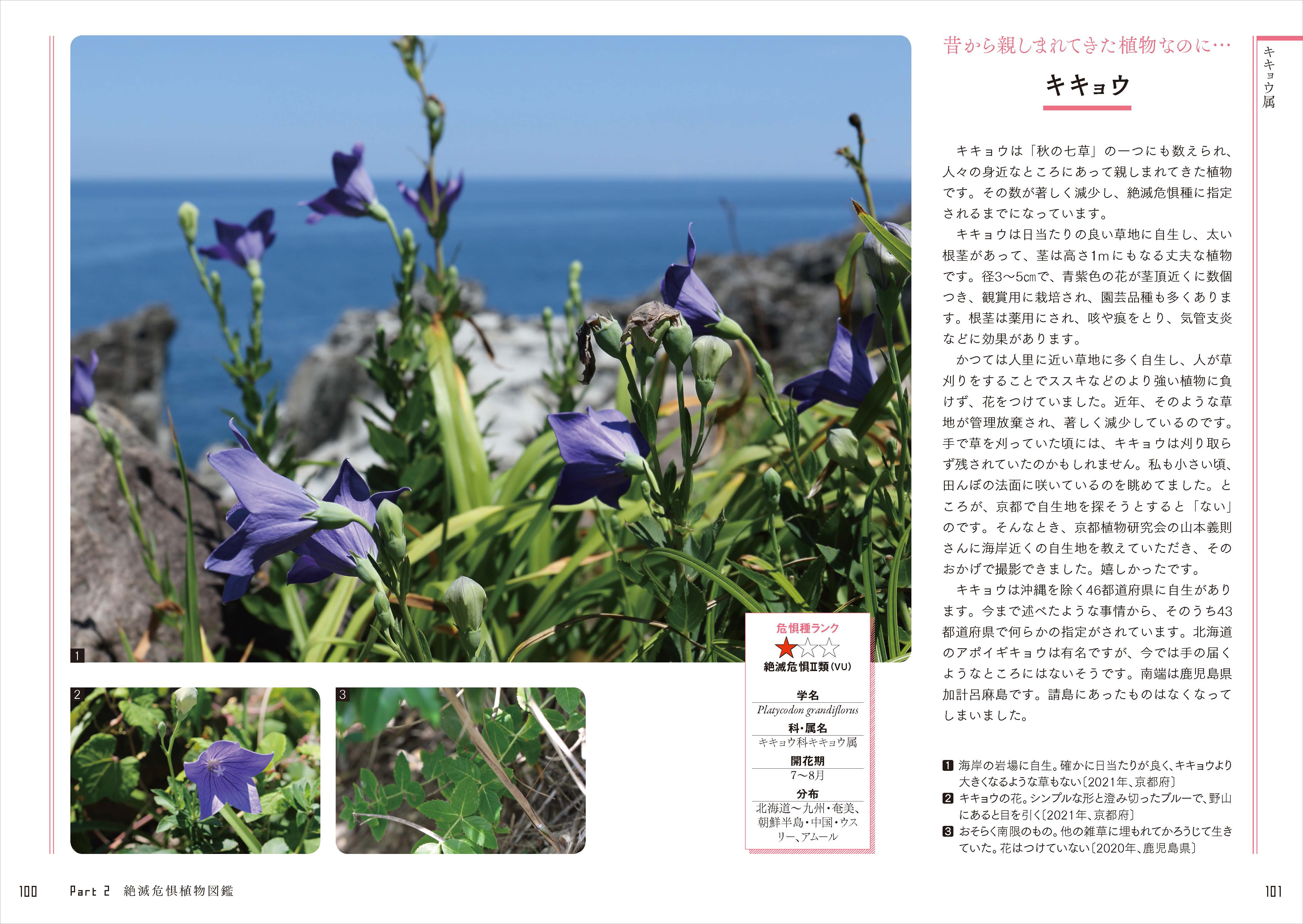 秋の七草である「キキョウ」も数が著しく減少しています。