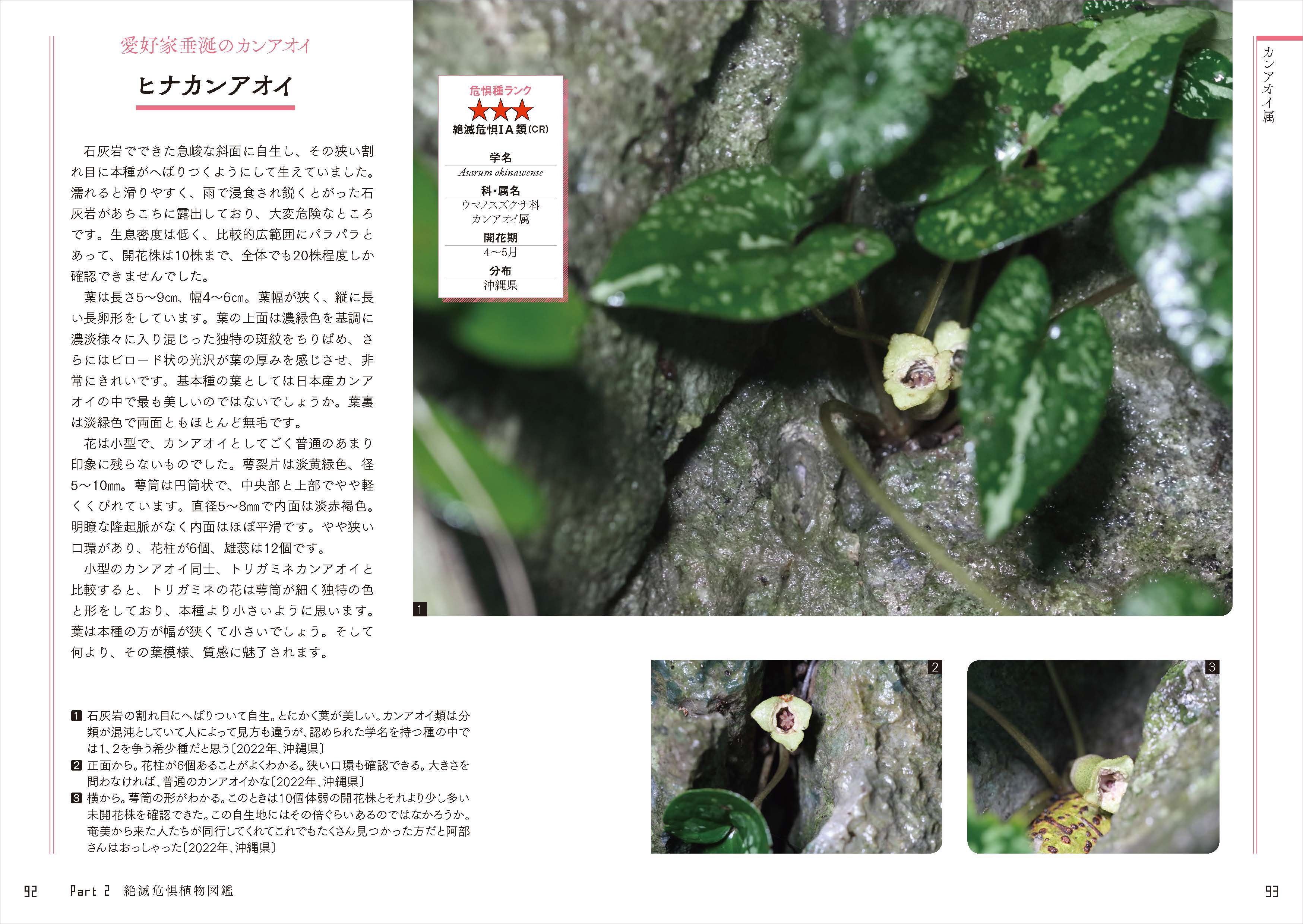 美しく希少性の高い「ヒナカンアオイ」