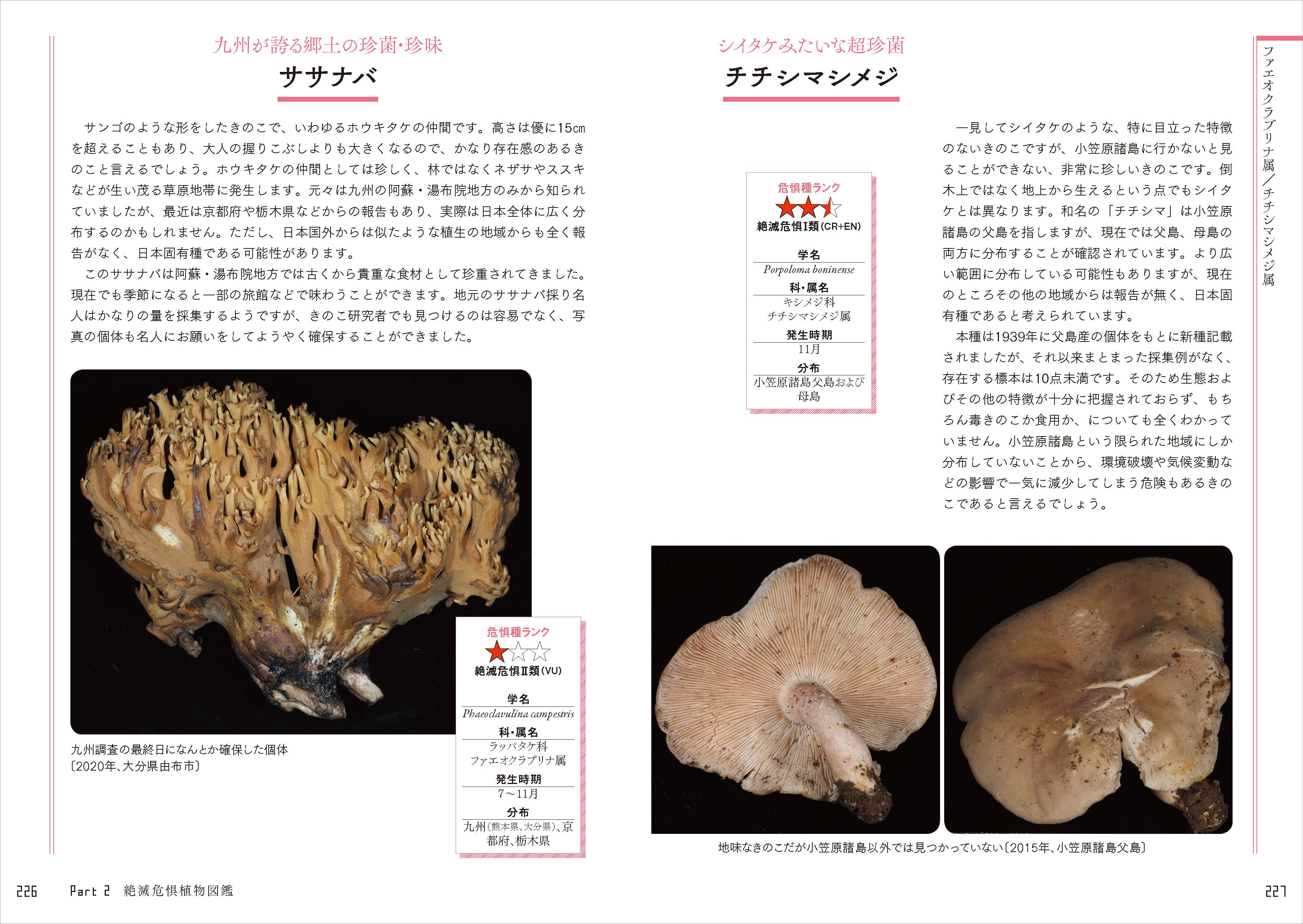 専門家でも探すことが難しいきのこ「ササナバ」