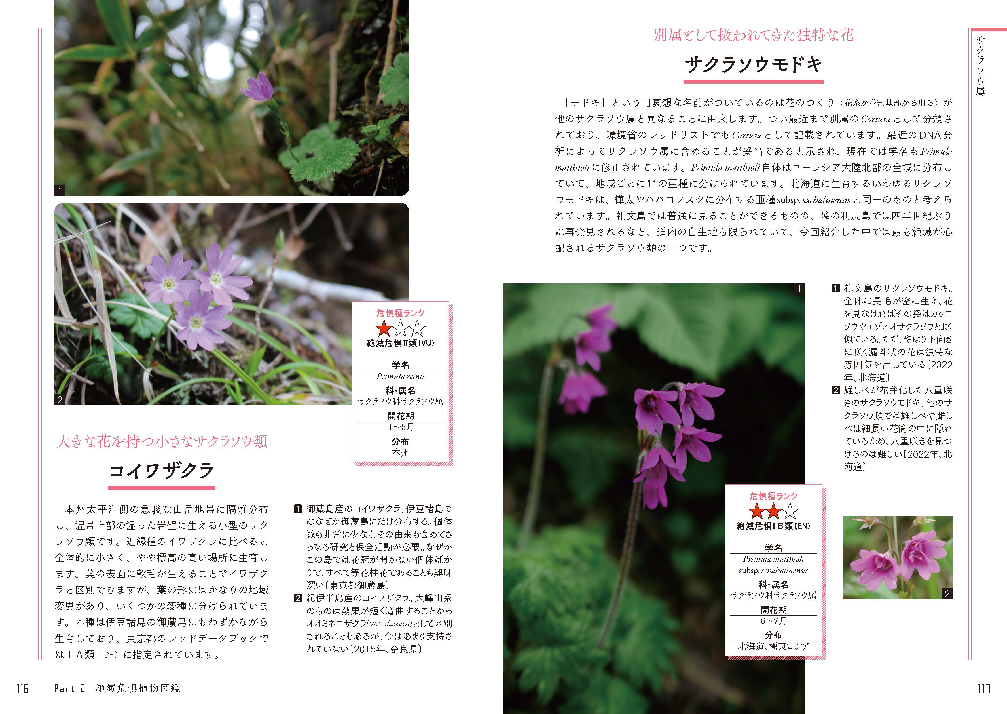 ガーデニングで人気の「サクラソウ」の仲間ですが、野生個体は減少。