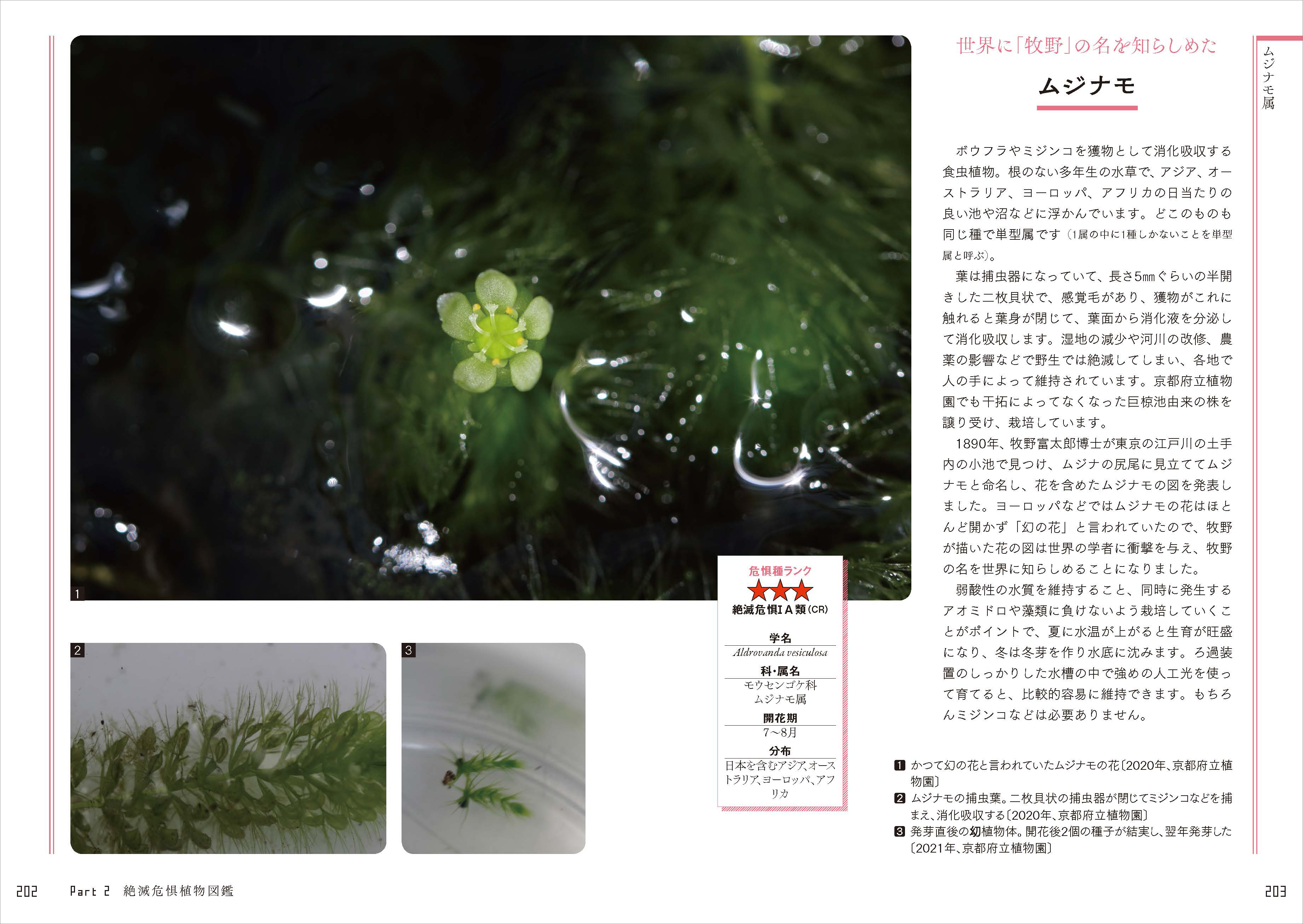 世界に牧野富太郎の名前を知らしめた「ムジナモ」