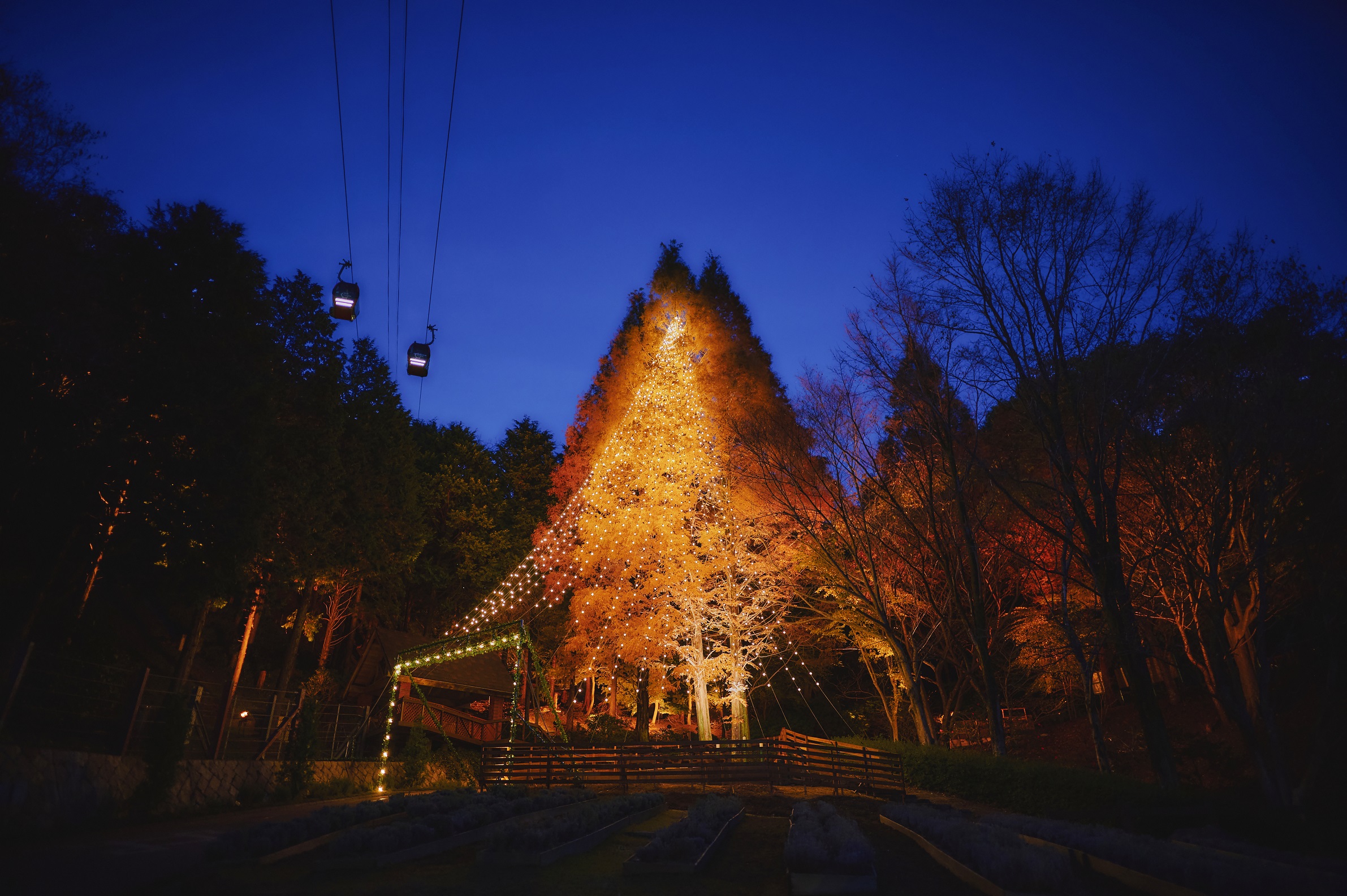 森のクリスマスツリー