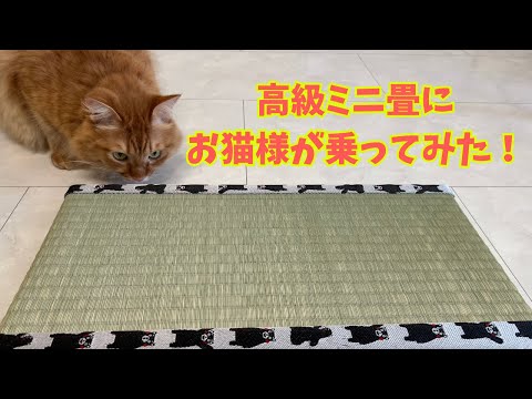 猫好き必見！熊本県産い草100%「お猫様専用ミニ畳」予約販売を開始しま