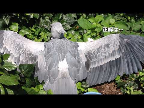 伊豆シャボテン動物公園50年目の新事実 ビルじいさん は 実はメスだった 時事ドットコム