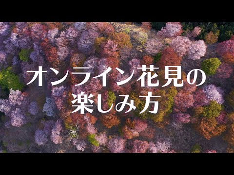 桜ドローンプロジェクト21 オンライン花見 やzoom会議に使える厳選の桜壁紙を無償提供開始 時事ドットコム