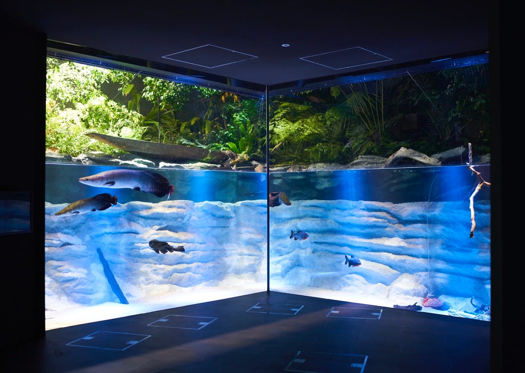 笹木咲×カワスイ「～うちが作った夢(理想)の水族館、見せてやん