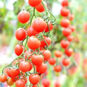 M・Farm株式会社のプレスリリース｜PR TIMES