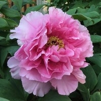 奈良葛城市「石光寺 染寺」の牡丹が見頃に | 石光寺のプレスリリース