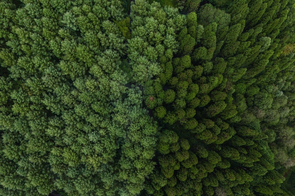 高野譲（二科展委員で著名作家）「オスロ」エスタンプ本人サイン及び販売証明有 高野稔彦氏 シニアエグゼクティブアドバイザー就任のお知らせ