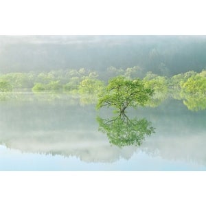 白川湖の水没林ライトアップイベント開催！新緑の幻想的な風景をLEDライトが彩る