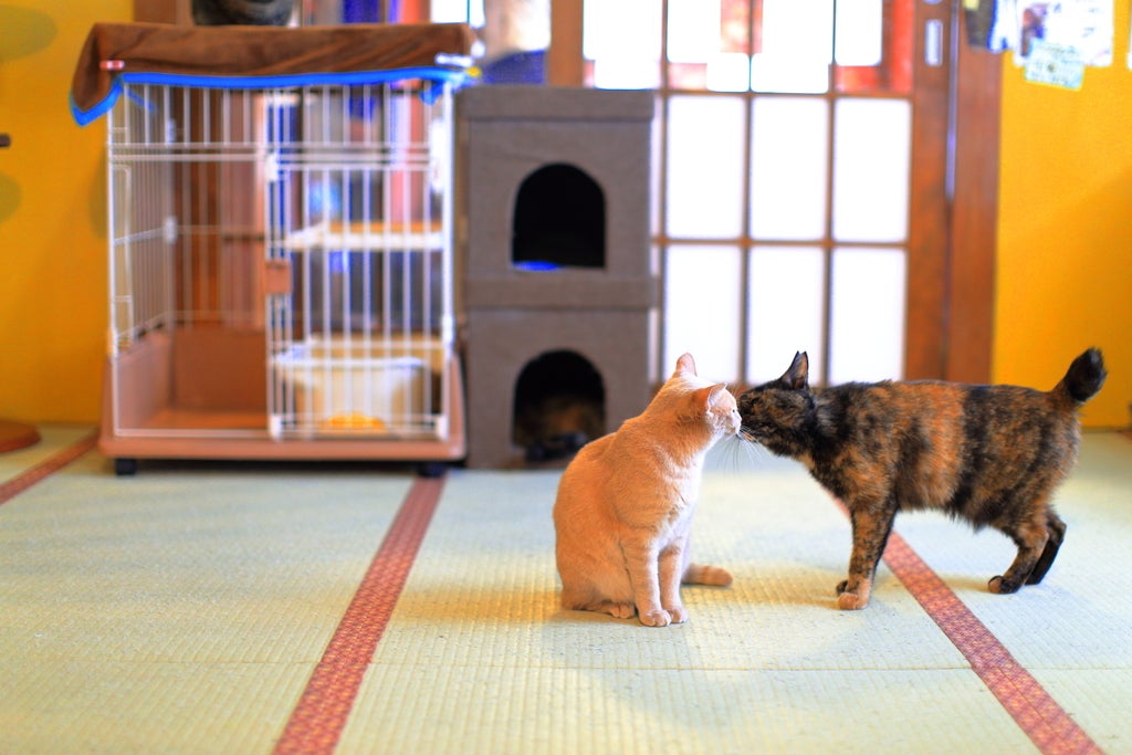 三方良しどころか五方良し!?の新しい猫助けの仕組み。保護猫カフェと ...