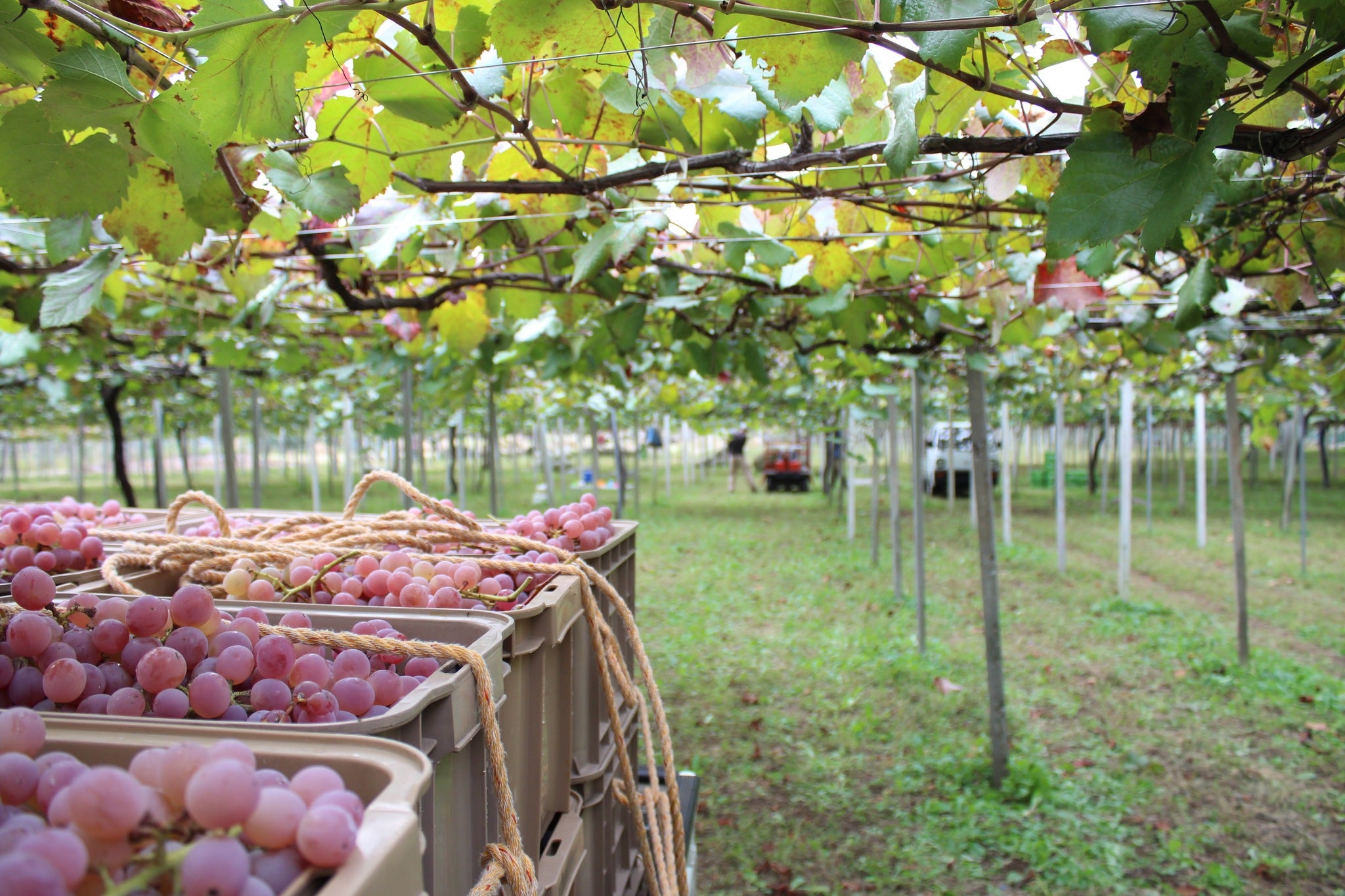 日本一のワイン産地の歴史と文化を食で楽しむ新たな体験「Wine u0026 Food Festival Yamanashi」 | 一般社団法人ワインツーリズム のプレスリリース