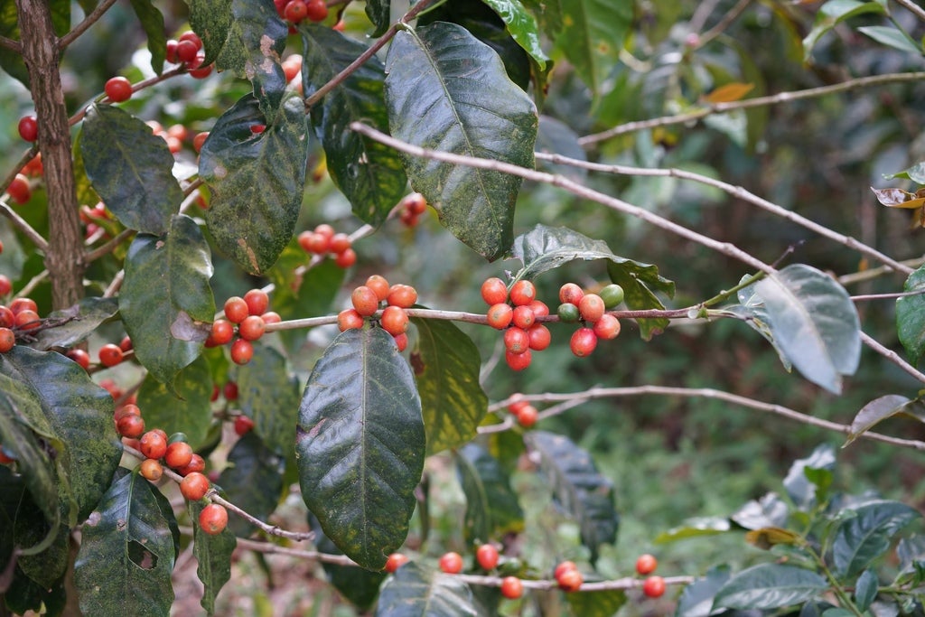 株式会社ウッドベリーコーヒーのプレスリリース｜PR TIMES