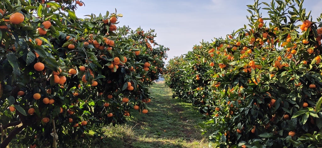 みかん通販の江﨑果樹園のプレスリリース｜PR TIMES