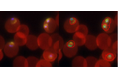 「AIを活用した Cell Painting アッセイによる抗マラリア化合物作用機序解析プラットフォームの開発」がGHIT Fundに採択