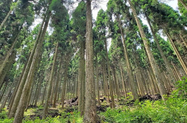 熊本県小国町のアステリアの森