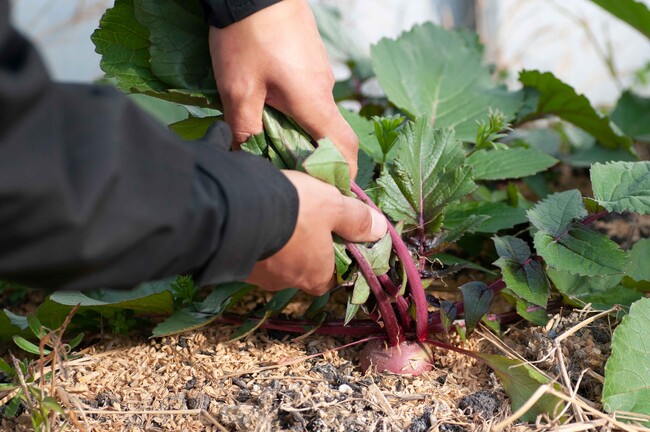 自然農法を学び体験できる 自然農法を学び体験できる