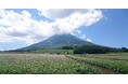 【Spice and Vegetable 夢民】産地直送、北海道産じゃがいもと人参を使用したメニューの提供をスタート。