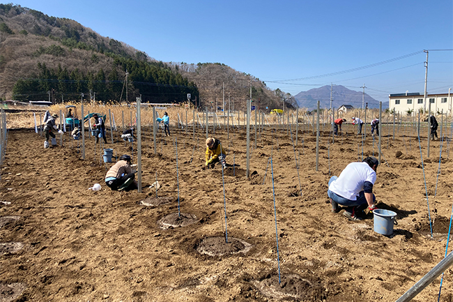 富士河口湖町の遊休農地への葡萄の苗植え作業