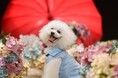 モデルデビューも夢じゃない？！動物専門SNS『Tier』で「うちの子おしゃれ選手権」開催！