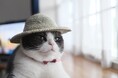 【ペットオーナー必見】この夏の思い出をシェアしよう!Tierで「うちの子夏の思い出コンテスト」開催