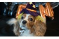優秀動画は日本最大級のビジョンで放映される?!Tierで「うちの子ハロウィンコンテスト」開催