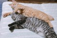 動物専門SNSで愛猫の可愛さを伝えよう!!「#Tierで猫自慢グランプリ」を開催