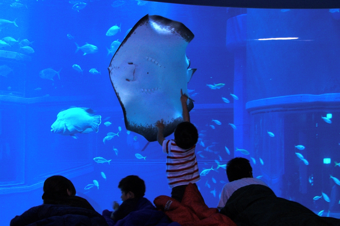 海遊館おとまりスクール 幼児とおとまり 参加者募集 海遊館のプレスリリース