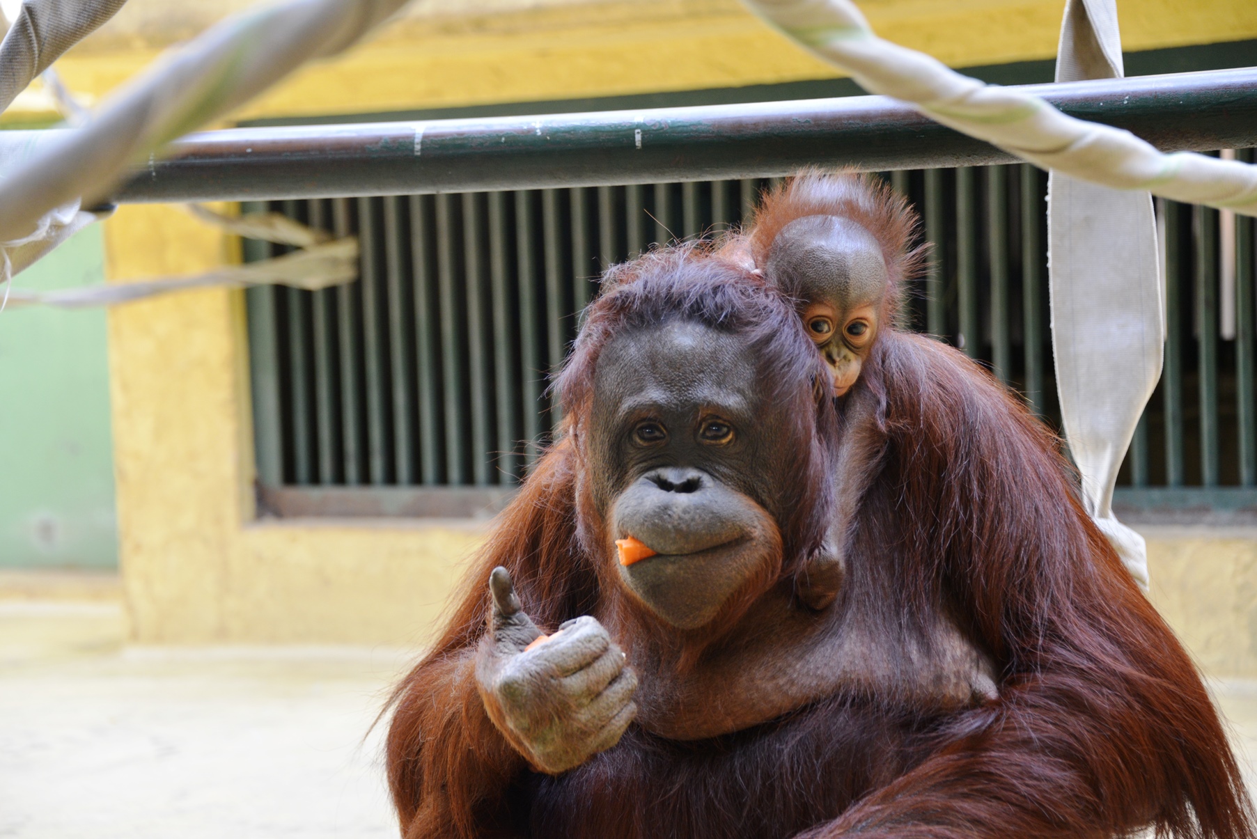 Jaf札幌 人気のはたらく車が勢ぞろい 札幌市円山動物園 Nexco東日本 レバンガ北海道 Jafがコラボイベントを実施します 一般社団法人 日本自動車連盟 Jaf 地方 のプレスリリース