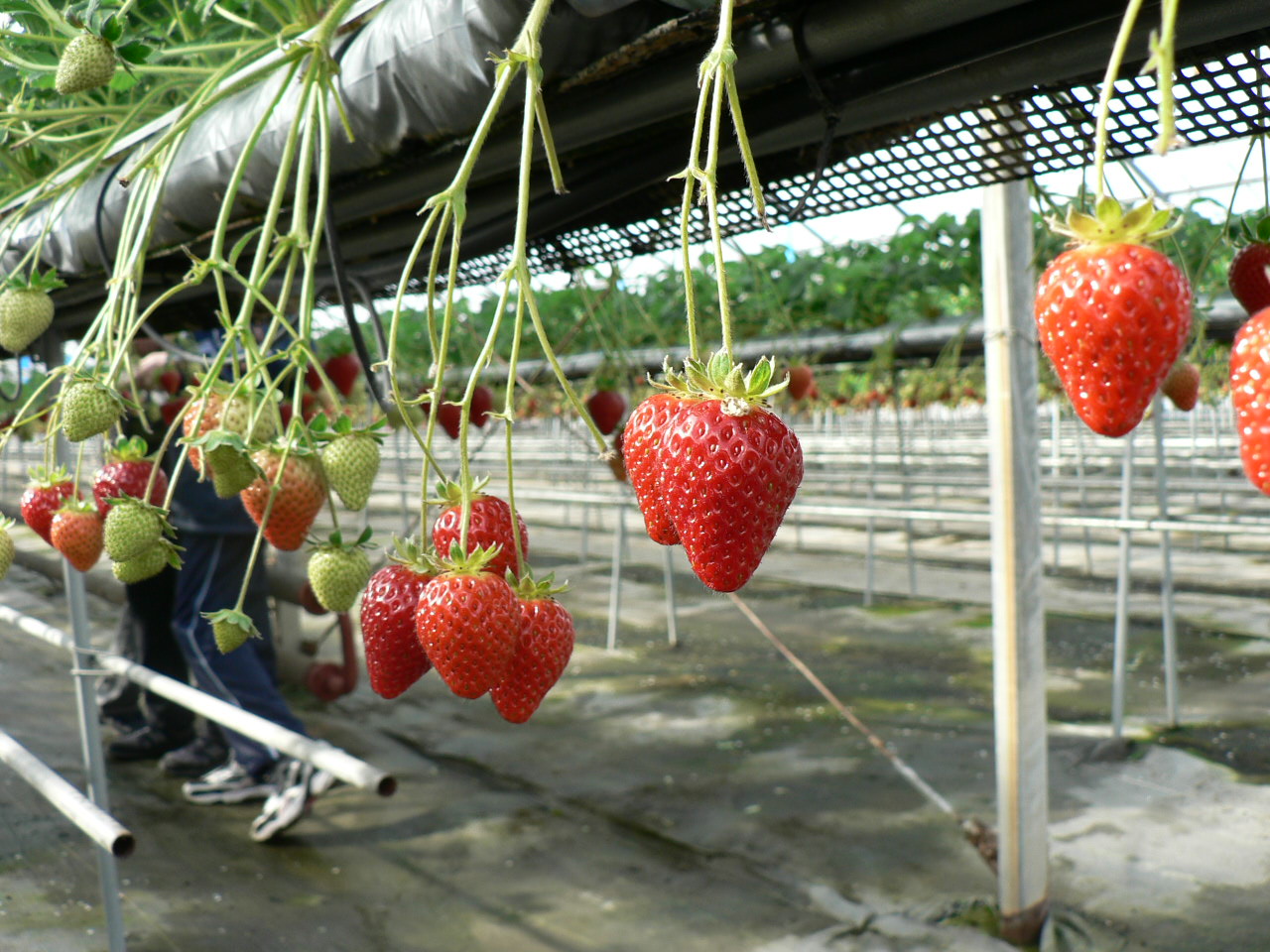 ｊａｆ高知 西島園芸団地いちご狩り いちごジャム作り体験を開催します 一般社団法人 日本自動車連盟 Jaf 地方 のプレスリリース