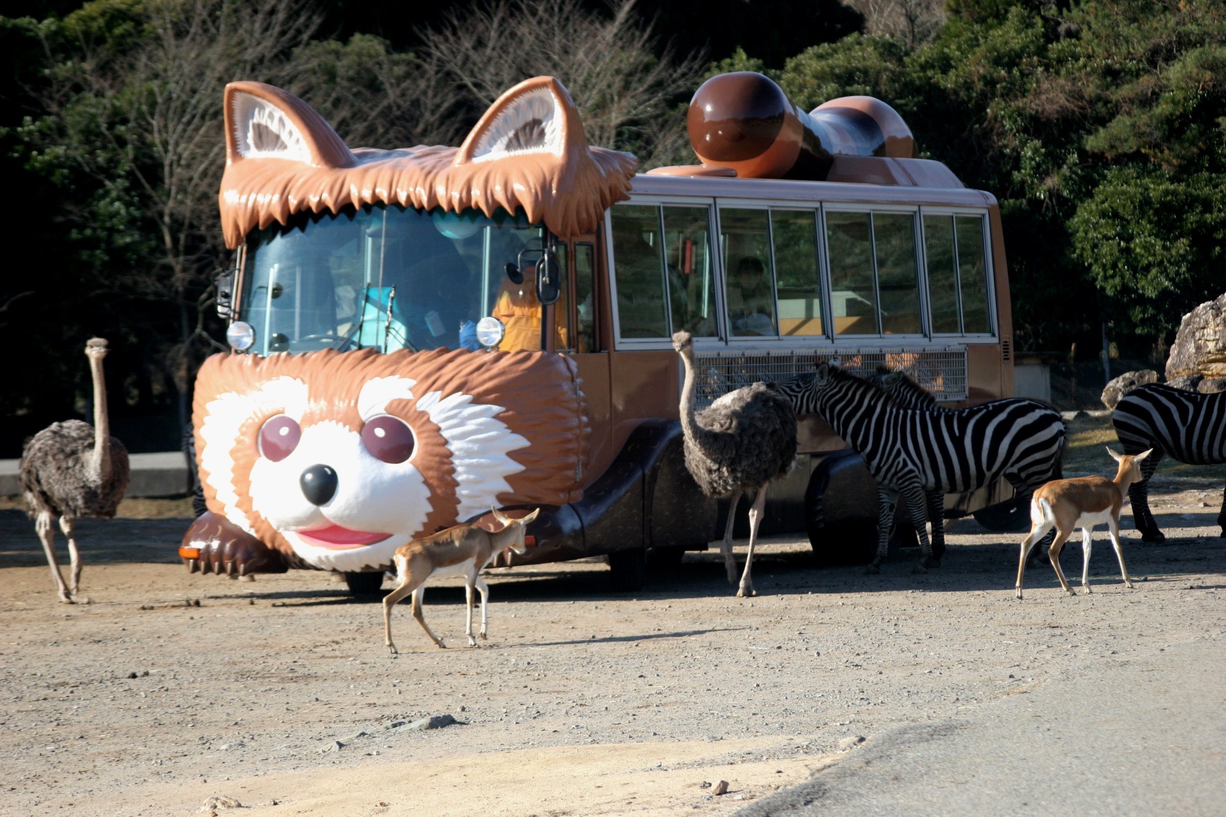 ｊａｆ山口 秋吉台サファリランドでｊａｆデー開催 一般社団法人 日本自動車連盟 Jaf 地方 のプレスリリース