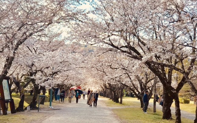 桜の名所100選鏡野公園