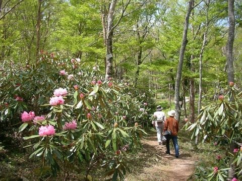 希少な高山植物の楽園を散策※イメージ