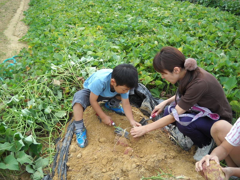 大阪 初秋の味覚狩りで自然体験 さつまいも掘り体験 イベントを開催します 一般社団法人 日本自動車連盟 Jaf 地方 のプレスリリース