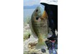 【JAF滋賀】琵琶湖の未来を守る!外来魚釣りイベントを開催します