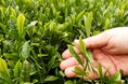 【JAF鹿児島】新茶の季節!荒茶生産量 初の全国一位 鹿児島で、「茶摘み&釜炒り茶づくり」開催