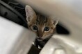 ニャンともびっくり!猫がロードサービス出動の理由?