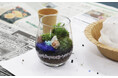 【JAF三重】癒やしとおしゃれのいいとこどり!JAFデー 苔玉・苔テラリウムを作ろう!を開催します