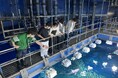 【JAF茨城】「サメタッチング体験」を実施　JAFデー in アクアワールド茨城県大洗水族館バックヤードツアー
