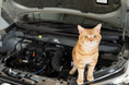 ボンネットの中にニャンと！猫がクルマに入り込むトラブル、11月の1カ月で83件