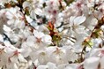 【JAF滋賀】天然記念物「不断桜」が見頃を迎える西明寺を中心に、甲良町のドライブを楽しもう