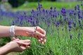 【JAF福島】初夏の猪苗代で癒やしの体験を｜ラベンダー摘み取り＆ハーブランチ「JAFデー」6月27日開催