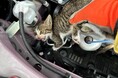 「ニャンと！エンジンルームに猫がいる」6月の“猫入り込みトラブル”件数は11月の約5倍