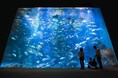 【JAF東北】JAFフェスティバル東北 in 男鹿水族館GAO「裏側見学ツアー」に参加しませんか？