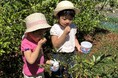 【JAF岐阜】家族や友人と夏の味覚を楽しむ「ブルーベリー摘み取り体験」を初開催します！