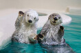 【JAF三重】夜の鳥羽水族館を貸切で満喫！JAFフェスティバルin鳥羽水族館 貸切ナイトツアーを開催します