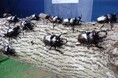 【JAF富山】カブトムシやクワガタを手に取って観察できる体験型イベント「夏休み親子体験！昆虫に触れ合おう！」参加者募集